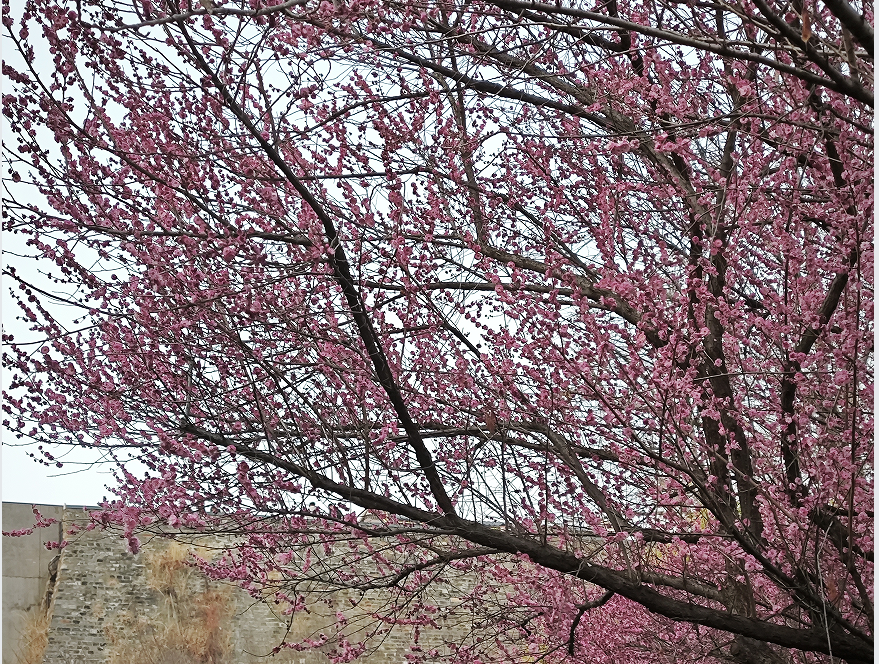 梅花封面圖