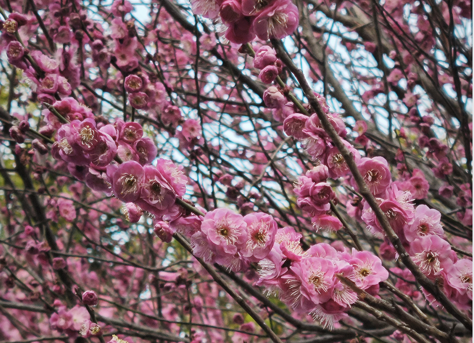梅花封面圖